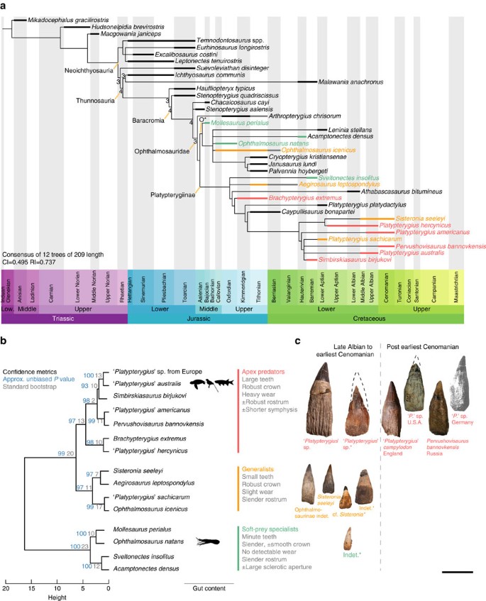 Figure 1: Phylogeny and ecological diversity of parvipelvian ichthyosaurs.