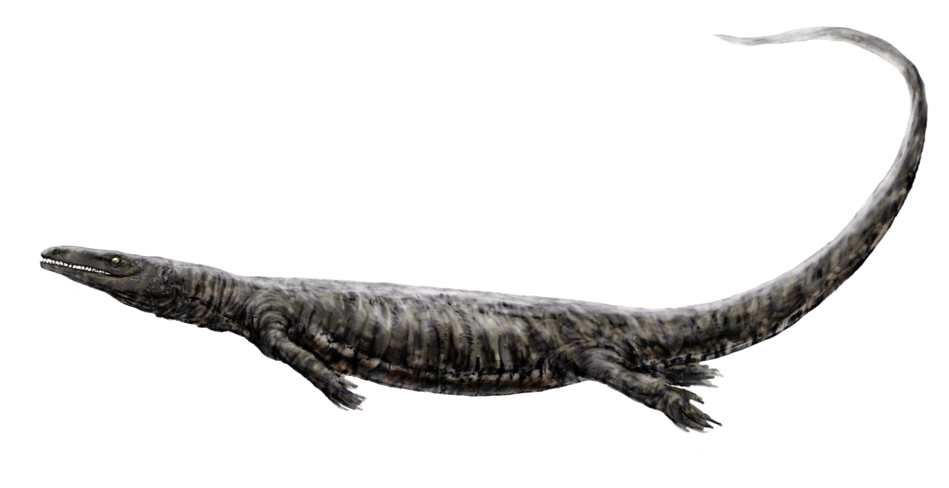 Prognathodon