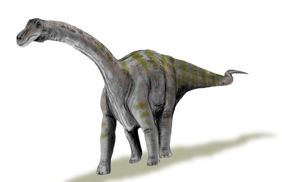 Rapetosaurus