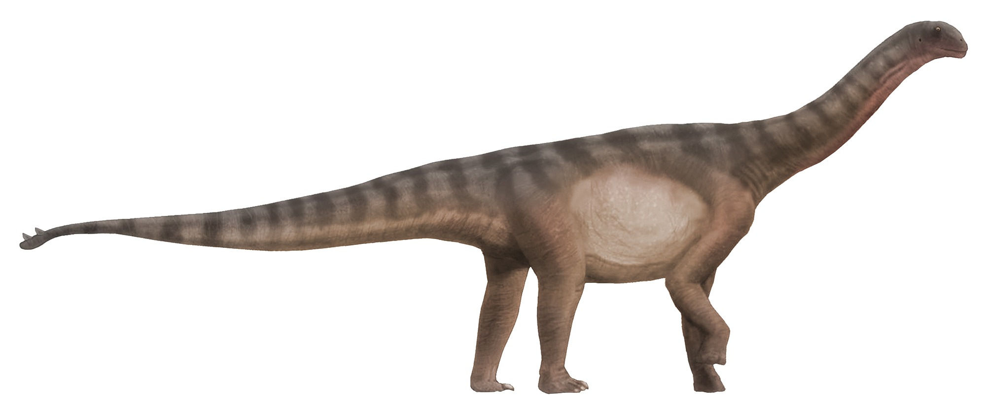 Shunosaurus