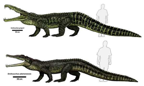 Smilosuchus