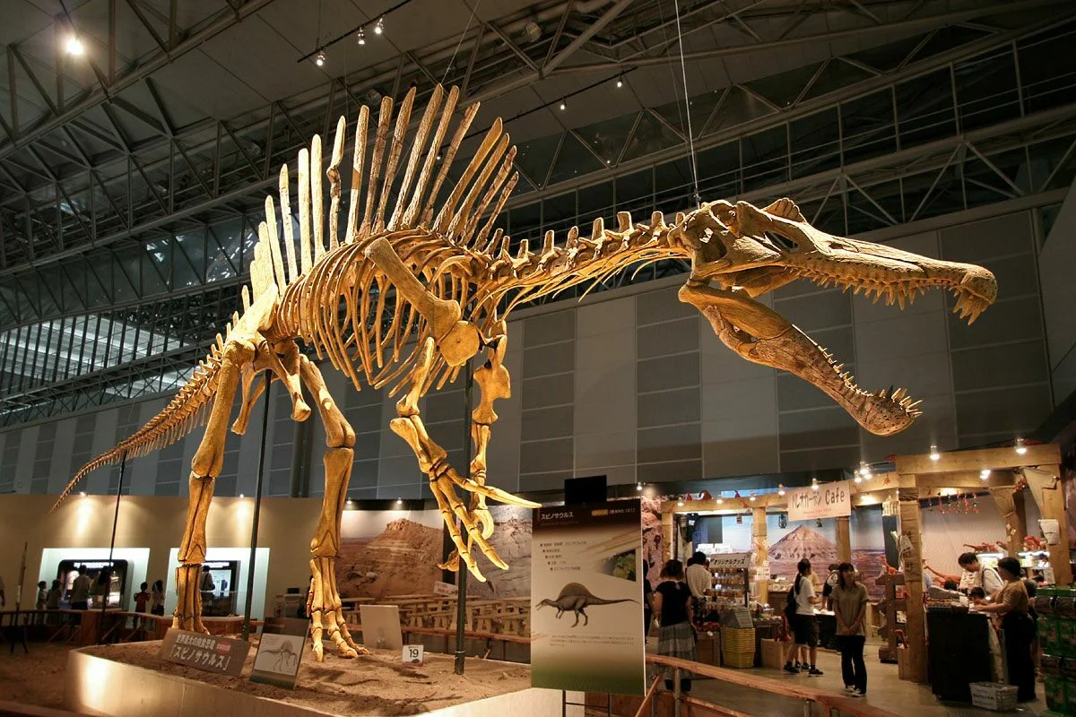 Spinosaurus model on display, representing the impressive scale of the largest theropod ever recorded.