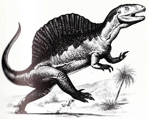 Spinosaurus reconstruction in aquatic posture with visible paddle-shaped tail.