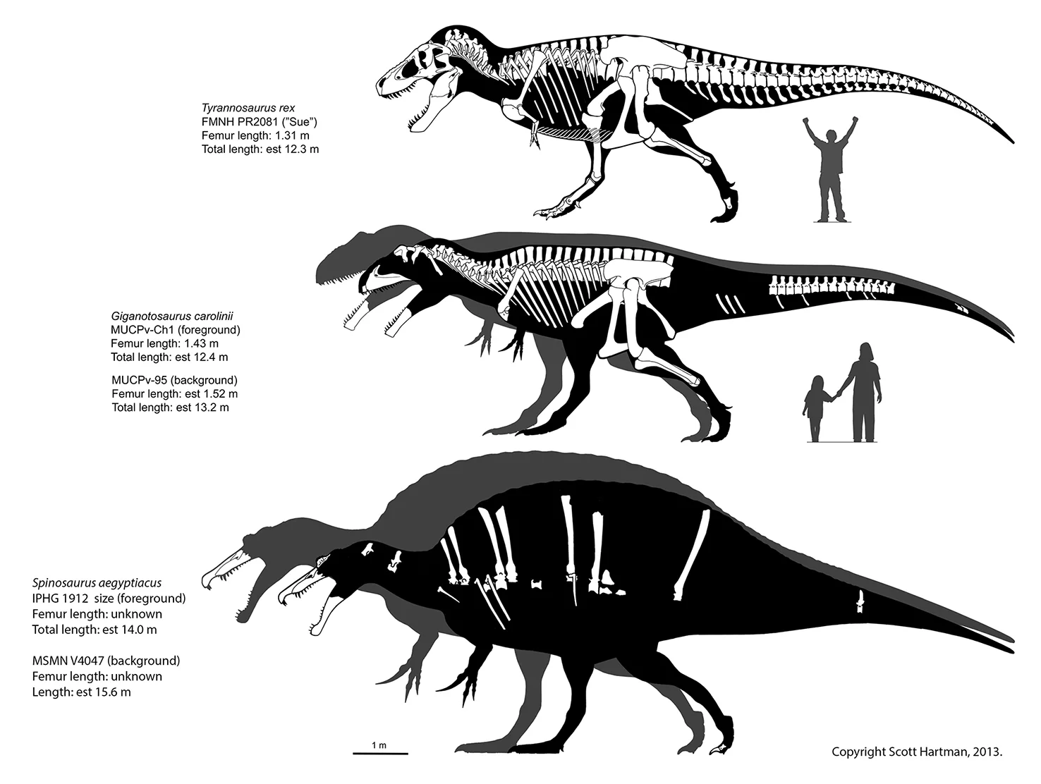 Size comparison diagram of Spinosaurus aegyptiacus with human silhouette for scale.