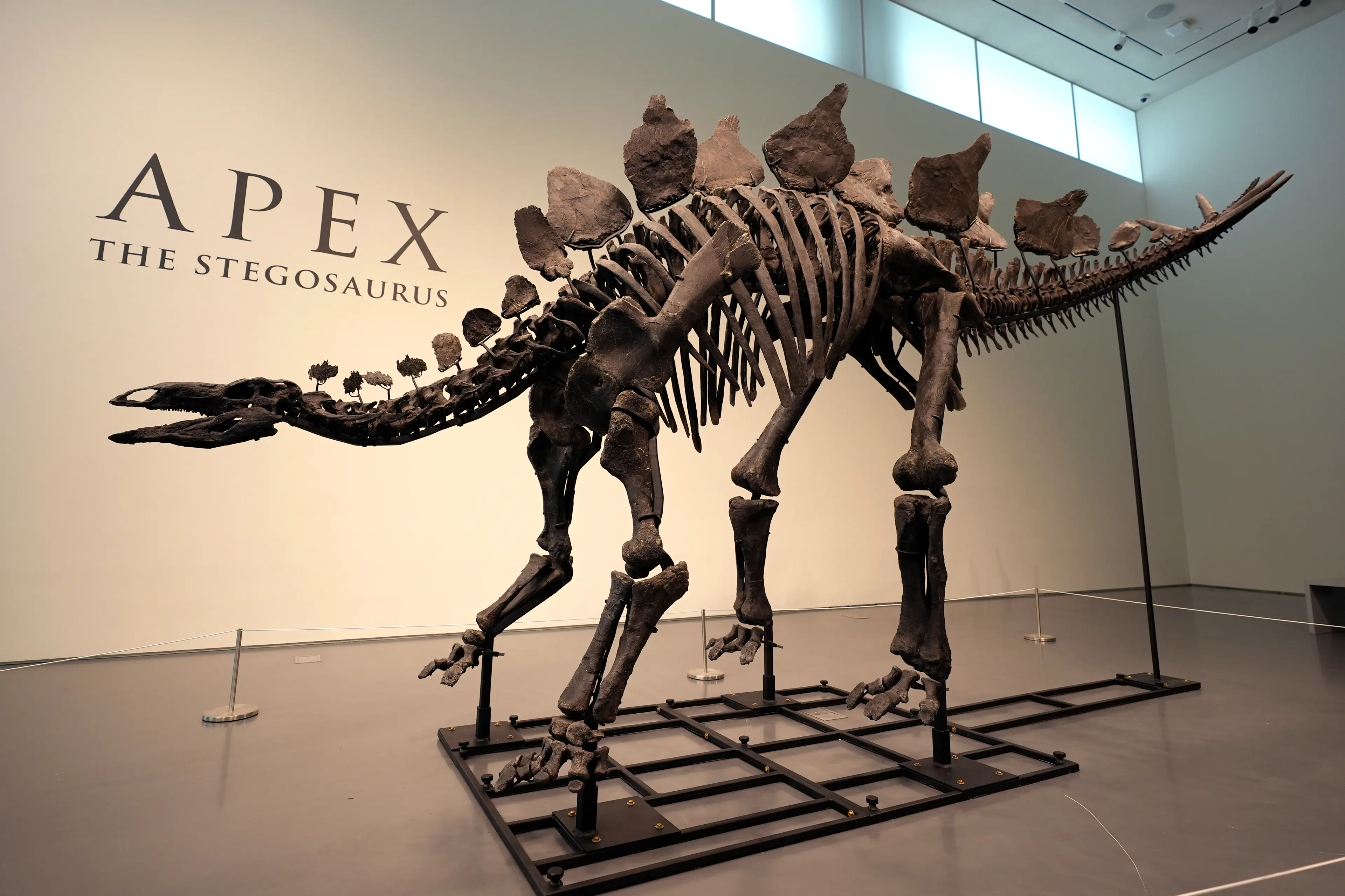Stegosaurus in artistic reconstruction — recent research on the 'Sophie' specimen (NHM London) revealed unprecedented details of the postcranial anatomy, including the exact position of vertebrae and ribs.