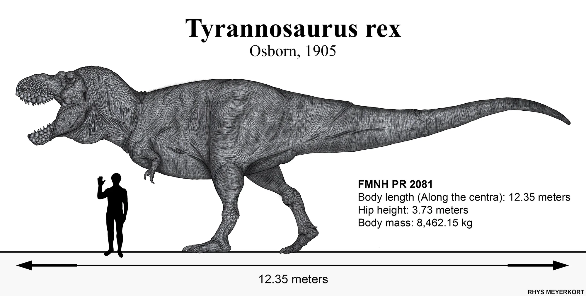 Scale diagram of specimen FMNH PR 2081 (Sue) by Rhys Meyerkort. Body length: 12.35 m; hip height: 3.73 m; mass: 8,462 kg.