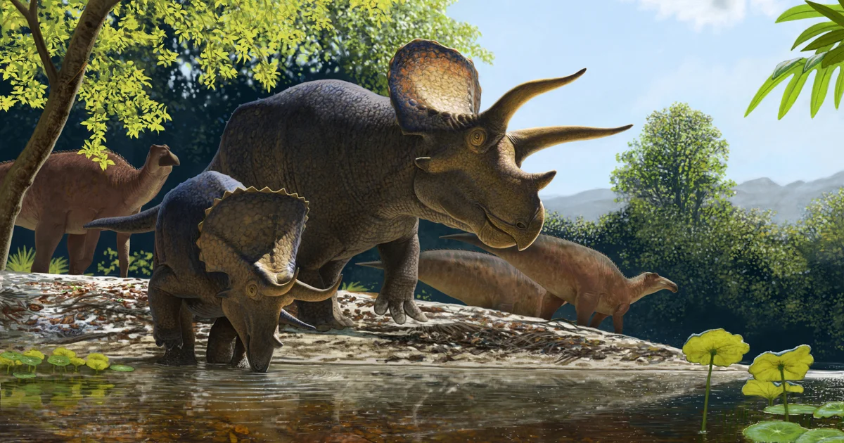 Triceratops reconstruction in natural habitat — dental wear analyses indicate it fed on tough vegetation like palms, ferns, and cycads, breaking branches with its horny beak.