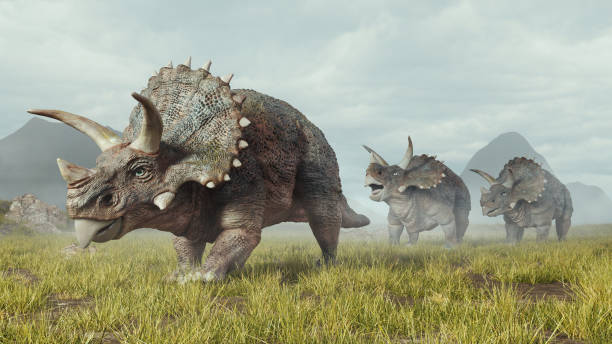 Reconstruction of Triceratops horridus — the animal coexisted with T. rex in the Hell Creek Formation, likely being one of the primary prey items for the largest carnivore of the Cretáceous.