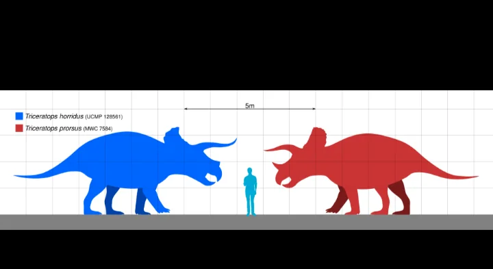 Size comparison between Triceratops and a human — up to 9 meters long and estimated weight of 6 to 12 tonnes, it was one of the largest herbivores of the Upper Cretáceous.