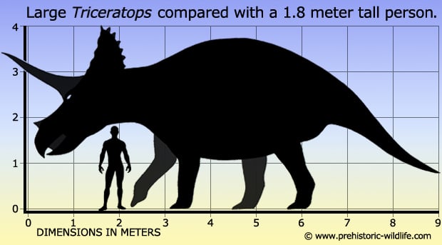 Triceratops size comparison diagram — estimated body mass varies between studies, with values between 6,000 kg (conservative estimates) and 12,000 kg (larger specimens), making it comparable in size to an African elephant.