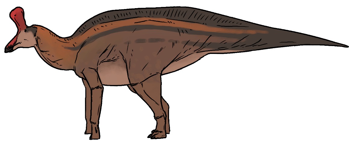 Tsintaosaurus