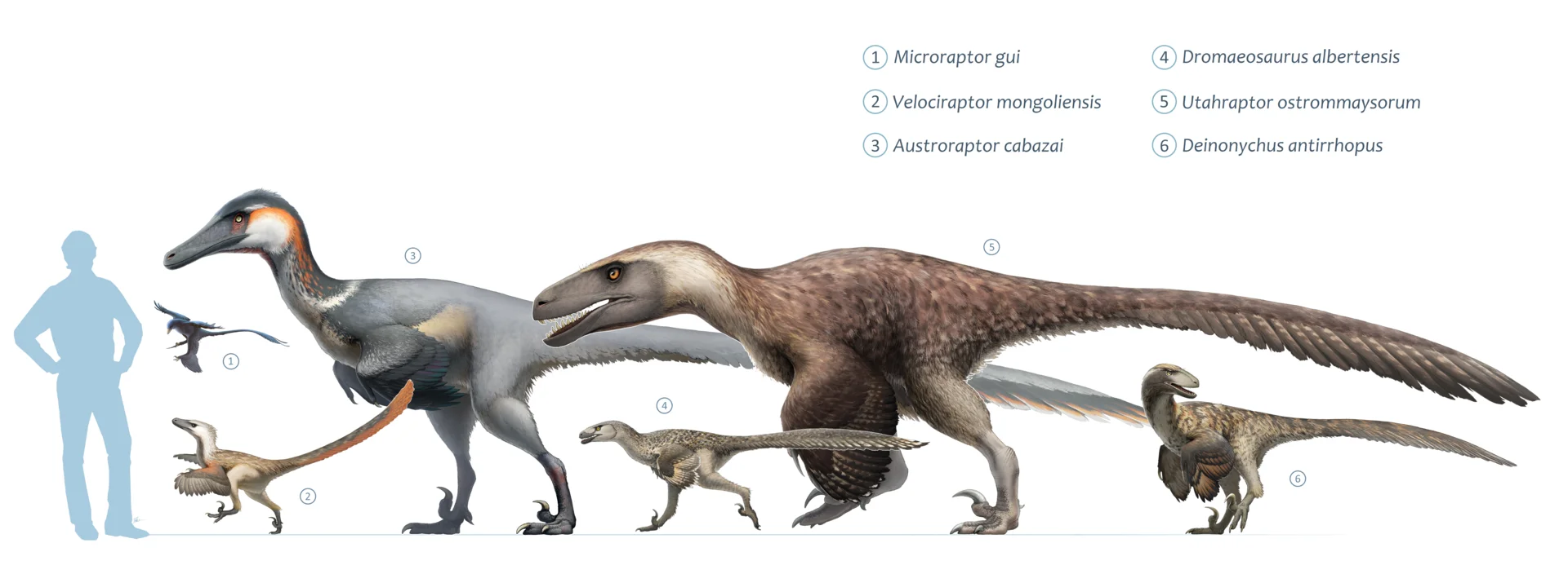 Size comparison between different dromaeosaurids — Utahraptor ostrommaysorum (top) was the largest of the family at 6 meters, much larger than Velociraptor mongoliensis (~1.8 m) and Deinonychus antirrhopus (~3.4 m).