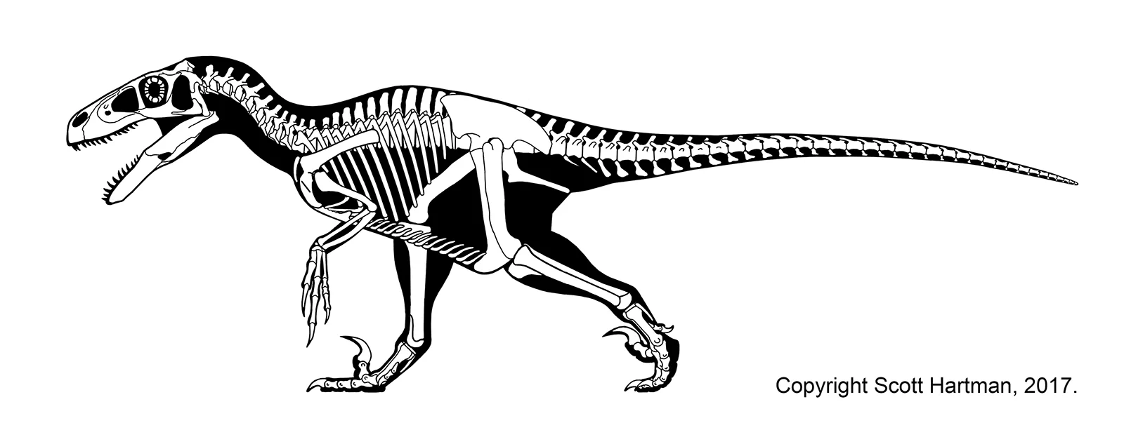 Utahraptor reconstruction based on recent studies — excavations from 2001 to 2014 in the Cedar Mountain Formation produced the 'Utahraptor Project': a rock block containing at least 8 individuals of different ages.