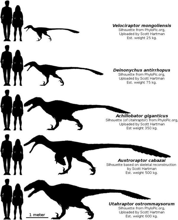 Artistic reconstruction of Utahraptor — phylogenetic analyses place the species as a member of Dromaeosaurinae, the same clade that includes Deinonychus and the velociraptors of Jurassic Park.