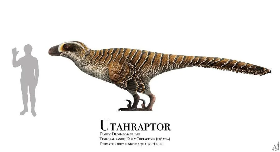 Scale comparison between Utahraptor and an adult human — at 6 meters long and up to 500 kg, Utahraptor was physically intimidating, justifying the nickname 'Super Slasher' given by its discoverers.
