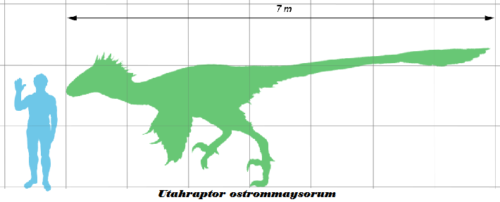 Utahraptor body proportions — the long, muscular legs suggest considerable speed, with estimates of up to 25 km/h running, combined with the strength needed to use the sickle claw effectively.