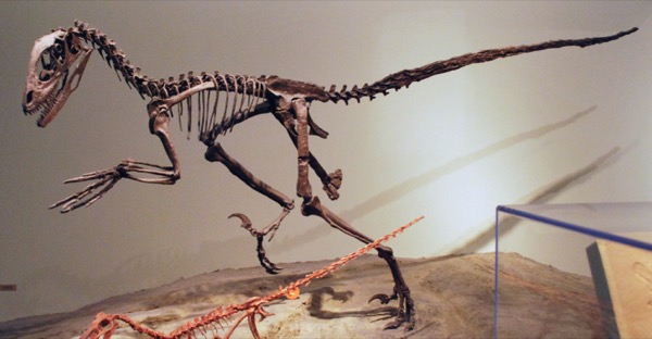 Deinonychus skeleton, Field Museum