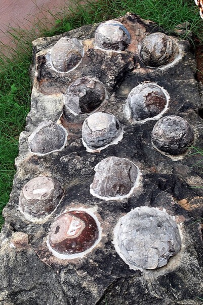 Fossilized dinosaur eggs
