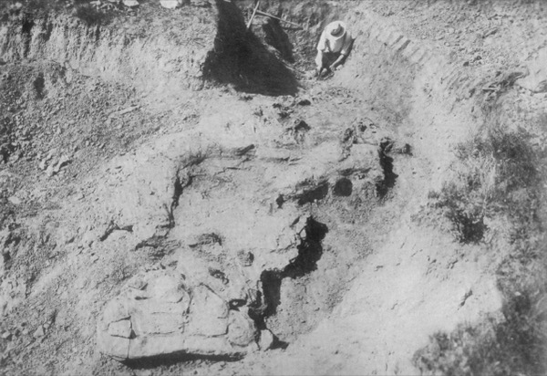 Paleontological excavation of dinosaur fossils