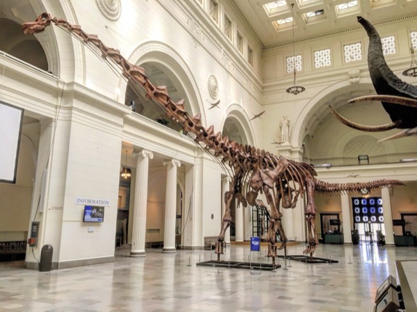 Patagotitan skeleton, Field Museum