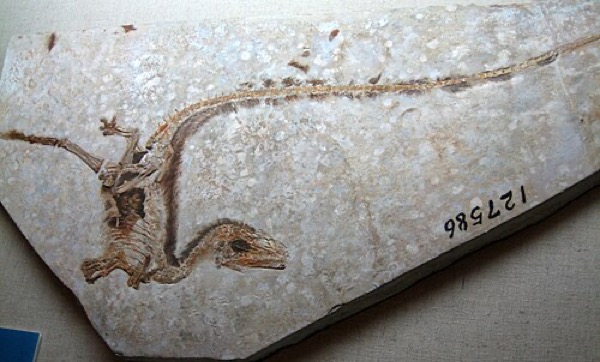 Sinosauropteryx fossil with proto-feathers