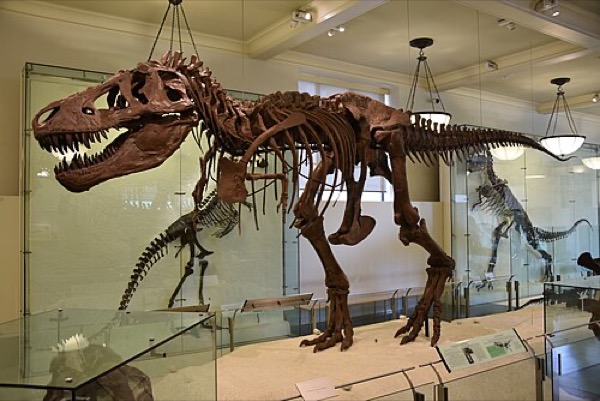 T. rex skeleton AMNH 5027